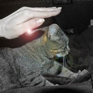 catreiki