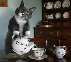 cattea